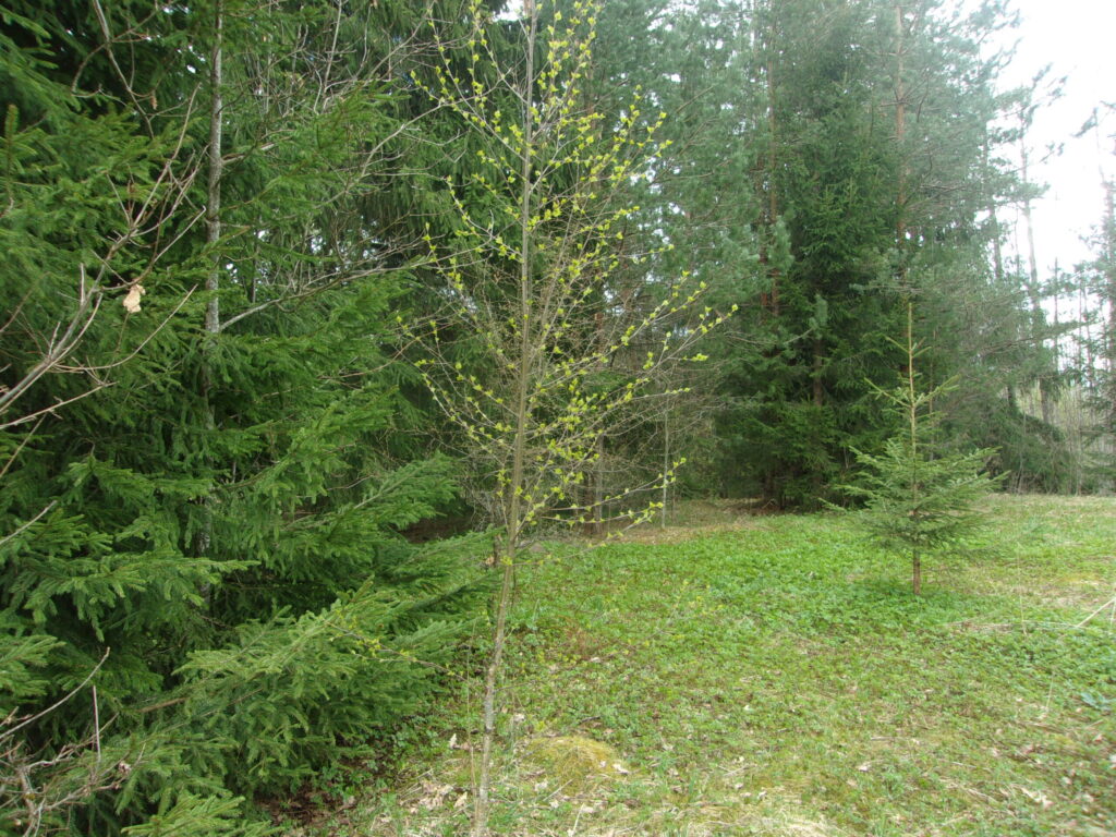 Autors: Ieva Pētersone