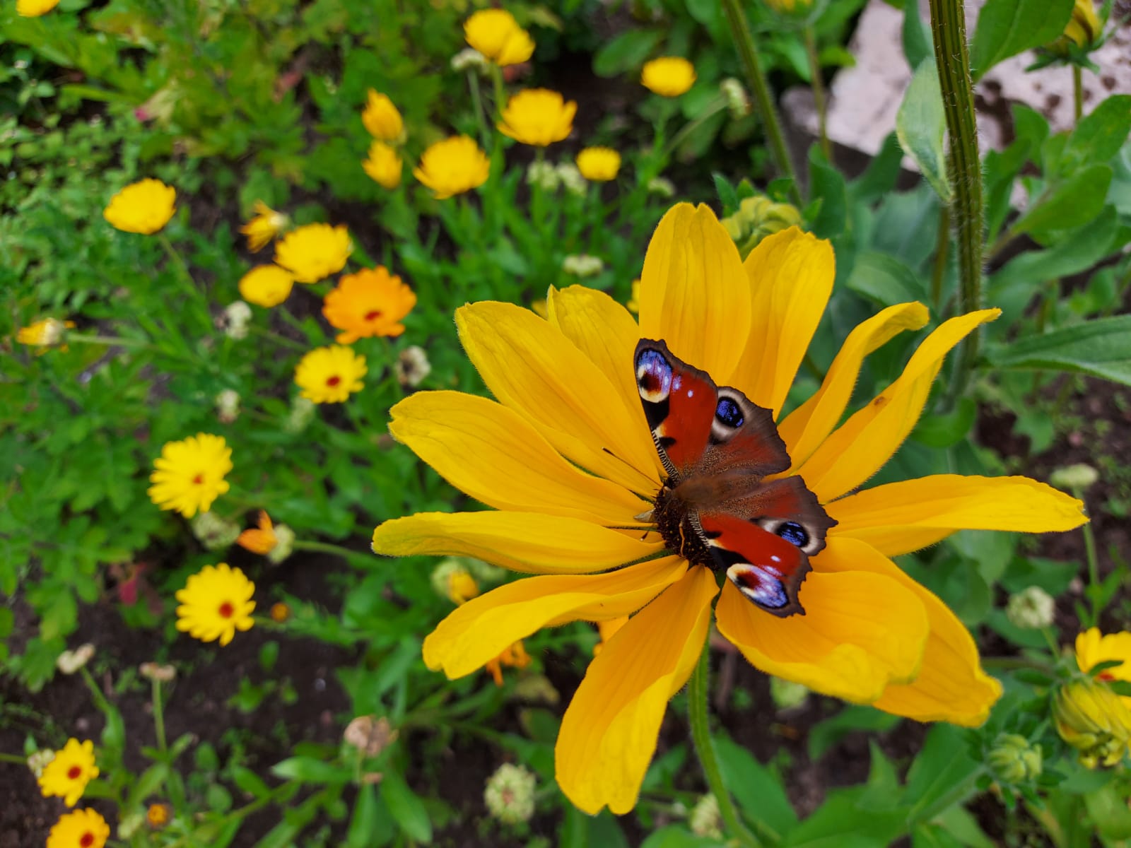 Eng katta transseksual jinsiy olatni