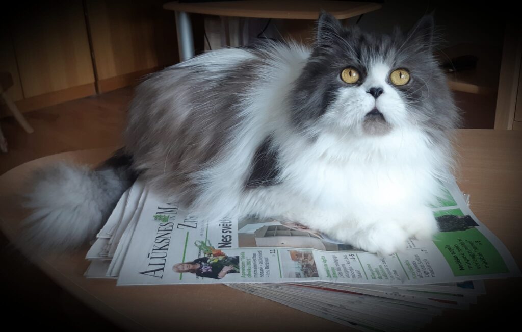 Aluksniesiem.lv raksta attēla aizvietotājs