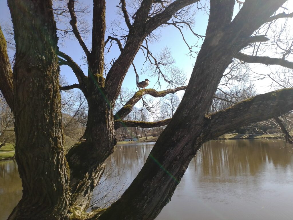 Aluksniesiem.lv raksta attēla aizvietotājs