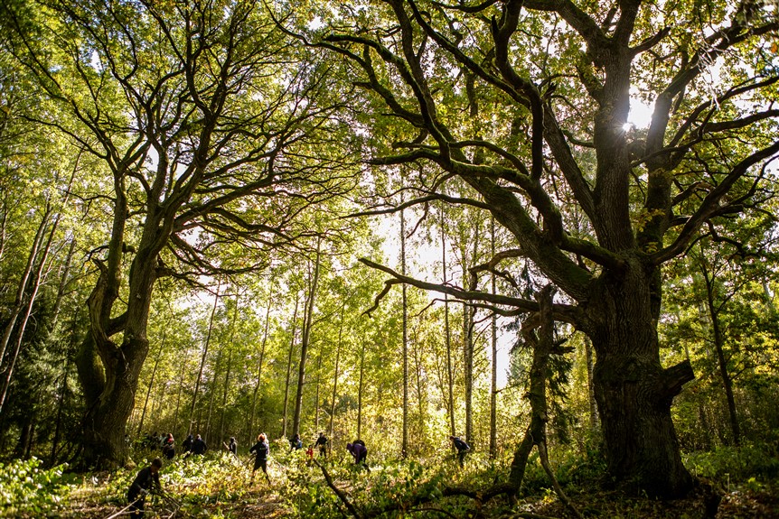 Aluksniesiem.lv raksta attēla aizvietotājs