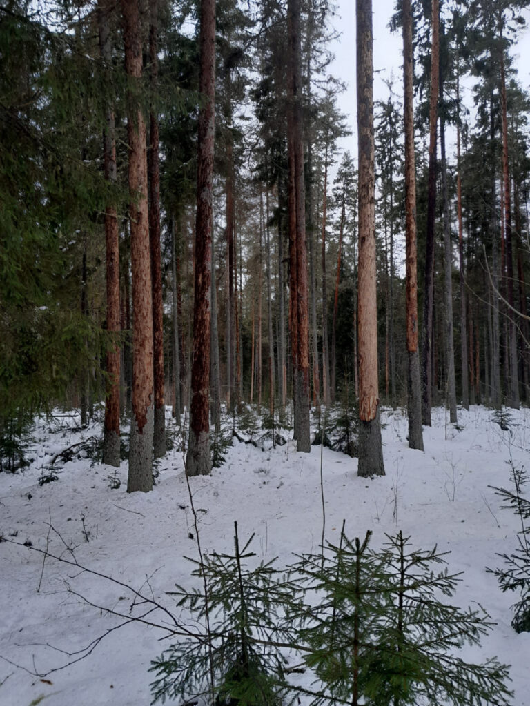 Aluksniesiem.lv raksta attēla aizvietotājs