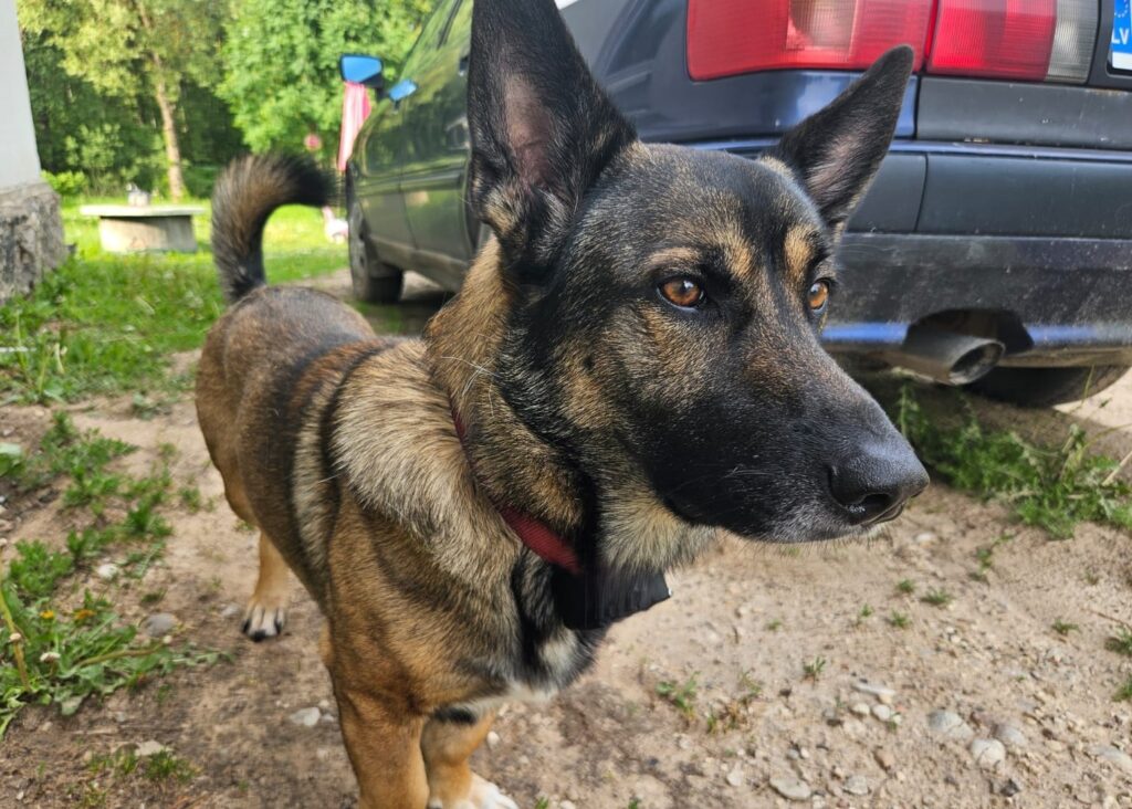 Aluksniesiem.lv raksta attēla aizvietotājs