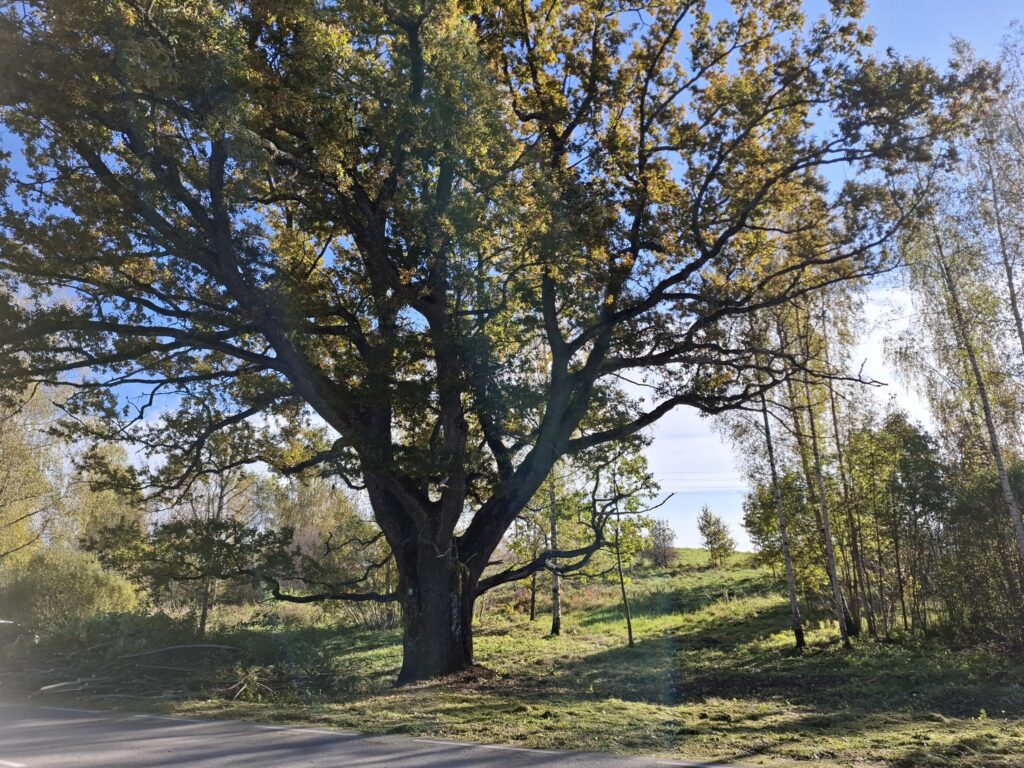 Aluksniesiem.lv raksta attēla aizvietotājs