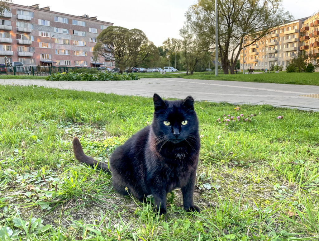 Aluksniesiem.lv raksta attēla aizvietotājs